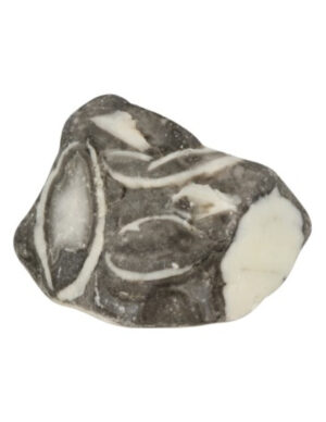 Jasper shell rough - Mussel stone 400 grams