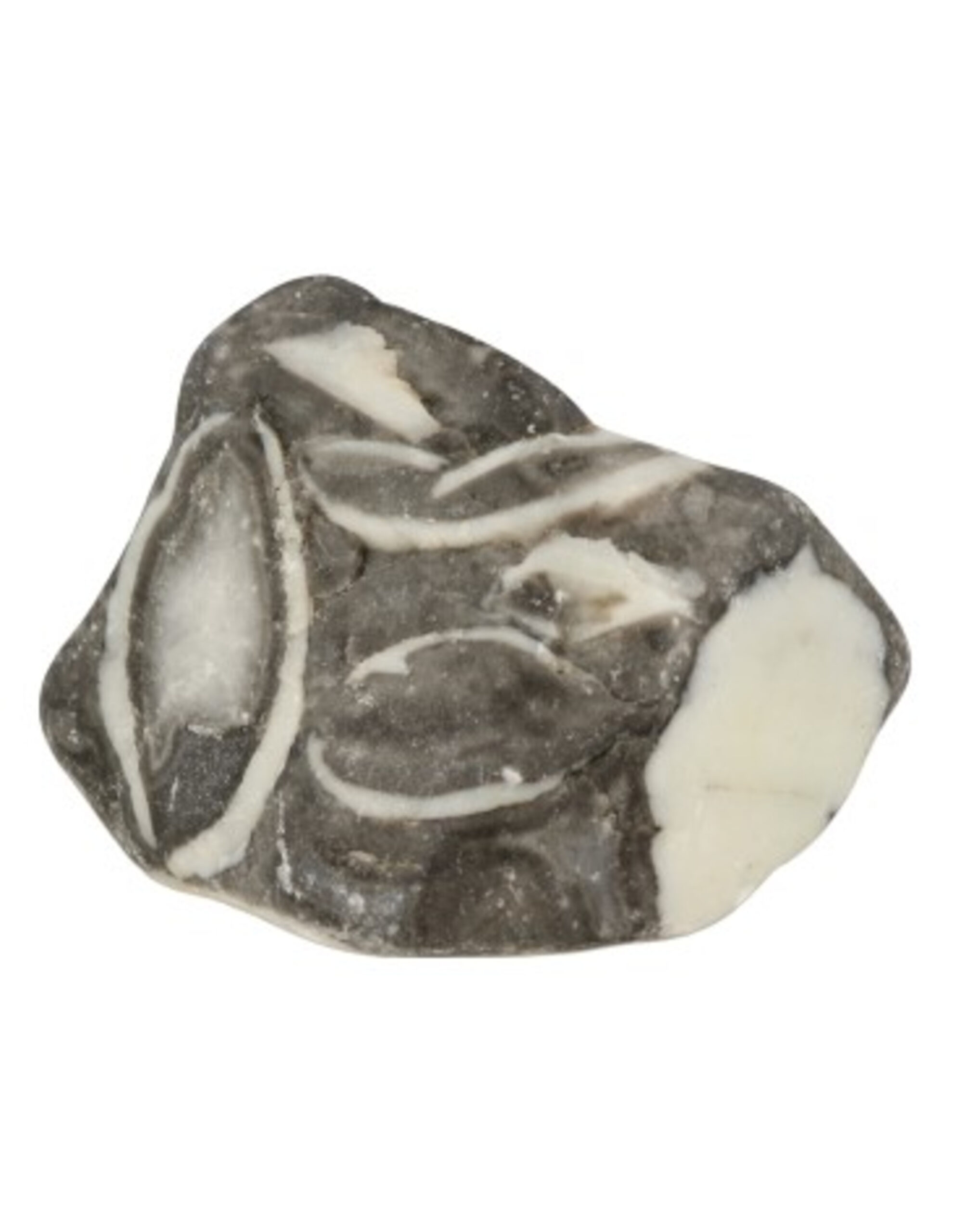 Jasper shell rough - Mussel stone 400 grams