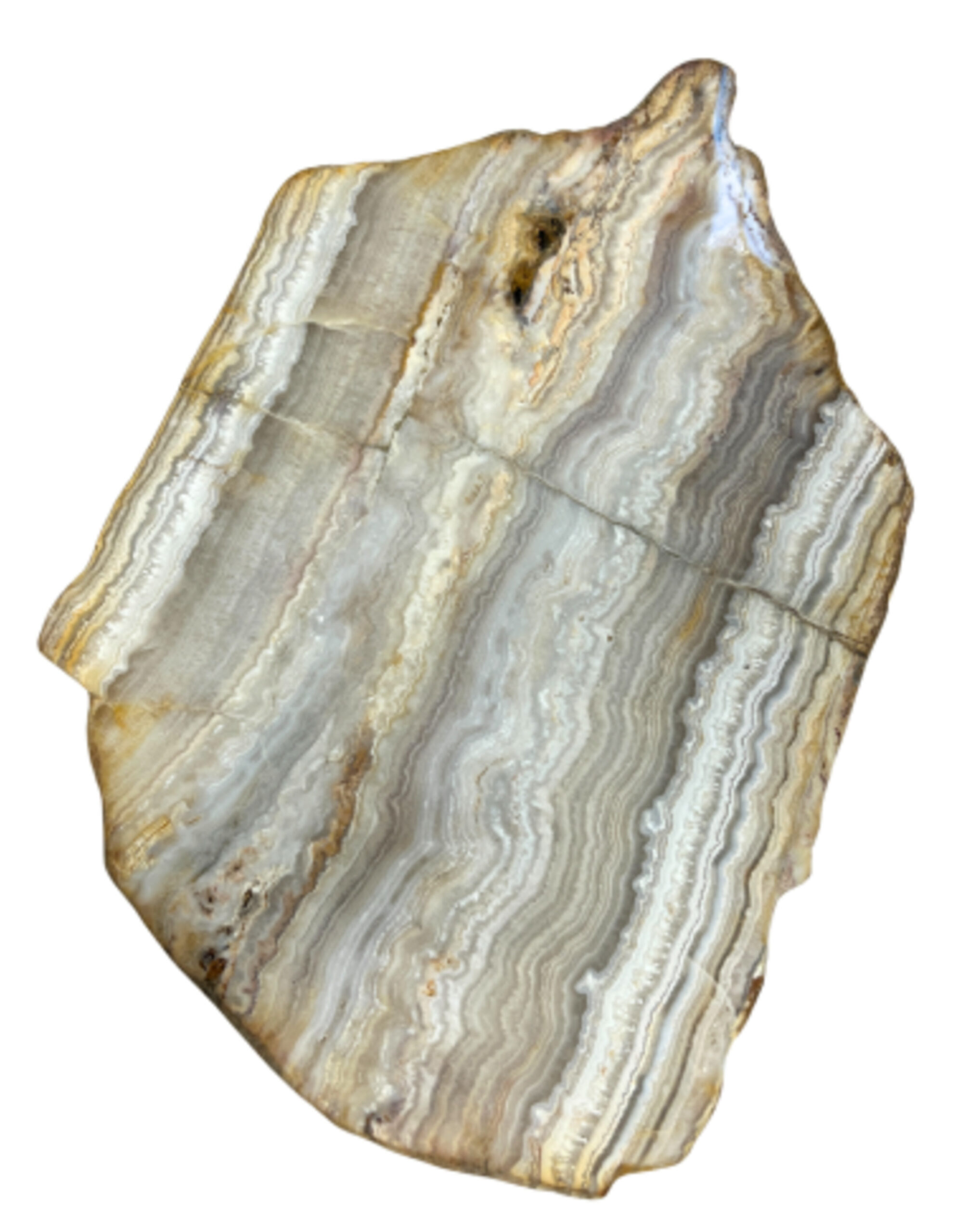 Pink Chalcedony in Petrified Wood Slice No.02